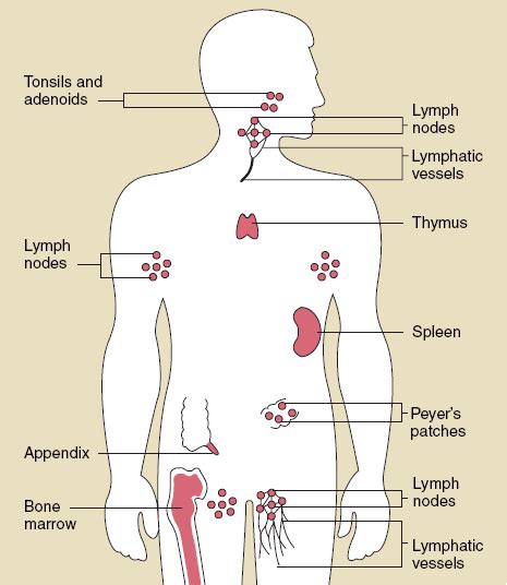 Doctors Gates Lymphoid Organs Organs Of The Immune System