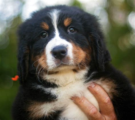 Portrait Of A Beautiful Bernese Mountain Dog Puppy