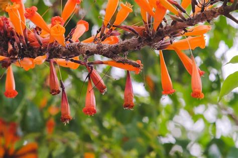 Premium Photo Orange Radermachera Ignea Flowers Or Tree Jasmine In