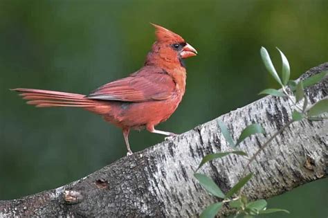 25 Common Backyard Birds In Michigan With Pictures Bird Feeder Hub