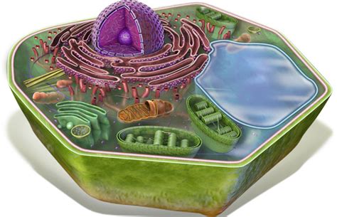 Cell organelles are specialized structures of the cell. Plant Cell Organelle Review
