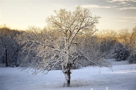 Snow Covered Tree By Lividity101 On Deviantart