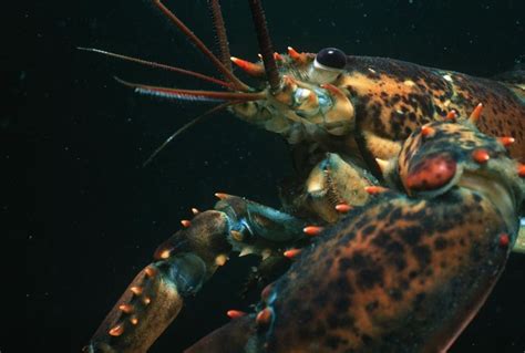 9 Cool Facts About Lobsters You Didnt Know Female Pictures Cool Sea