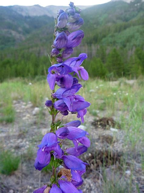 Grown from flower seeds, rocky mountain penstemon is a fine source of a brilliant blue color, and it is a native united states plant that gardeners in many parts of the. Rocky Mountain Penstemon | Purple perennials, Wildflower ...