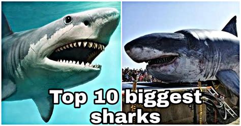 Top 10 biggest Sharks in the world you might not know - SKTW