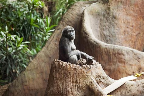 Zoo Curator Job Description and Career Profile