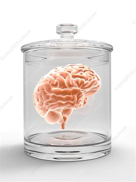 Human Brain In A Glass Jar Artwork Stock Image C0294876 Science