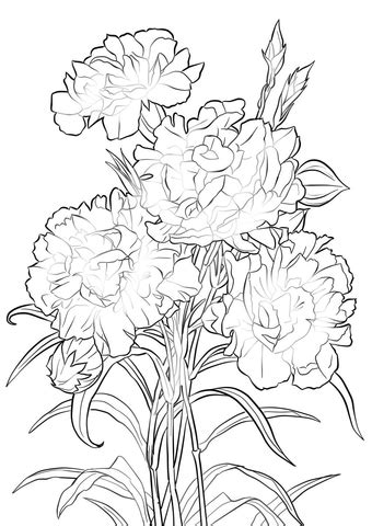 Free printable carnation coloring pages. Scarlet Carnation coloring page | Free Printable Coloring ...
