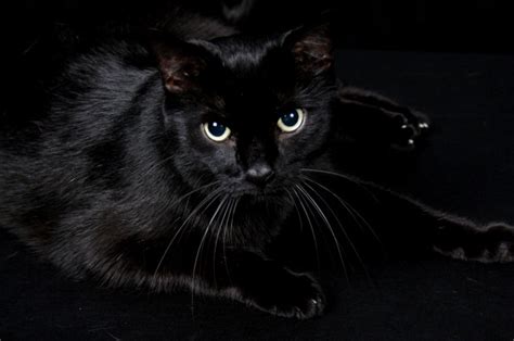 People Actually Adopt Black Cats For Halloween Costume Props