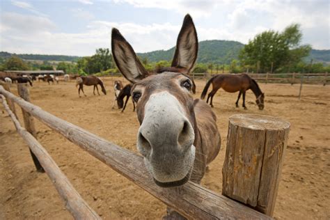 Facts About Donkeys Live Science