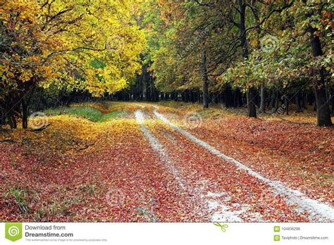 Rural Path In Autumn Beautiful Forest Stock Photo Image