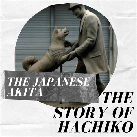 Japanese Akita Inu The Story Of Hachiko The Loyal Dog Pethelpful