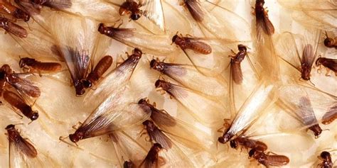 6 Important Questions About Flying Termites In Sydney