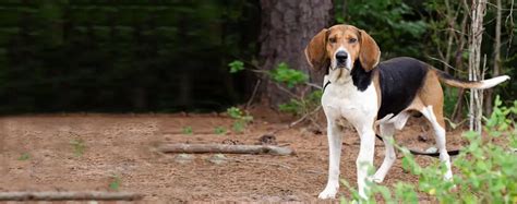 American English Coonhounds 12 Dog Breed Facts