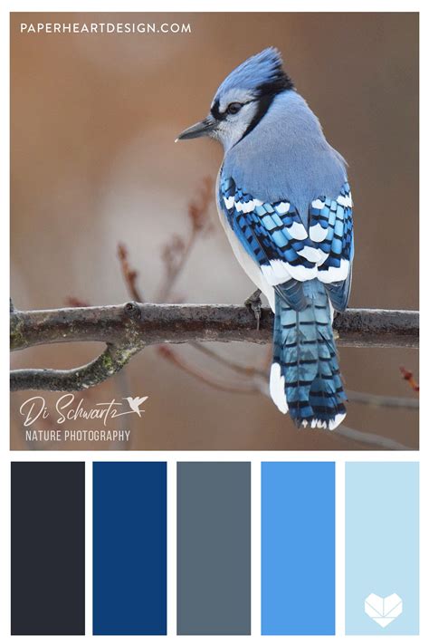 Color palettes and color combinations. 6 Color Palettes Inspired by Birds in 2020 | Nature color ...