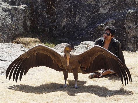 Andean Condor The Biggest Wings In The World • Lazer Horse