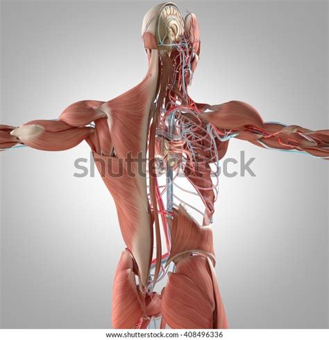 Human Anatomy Back 3d Illustration Muscular Stock Illustration 408496336