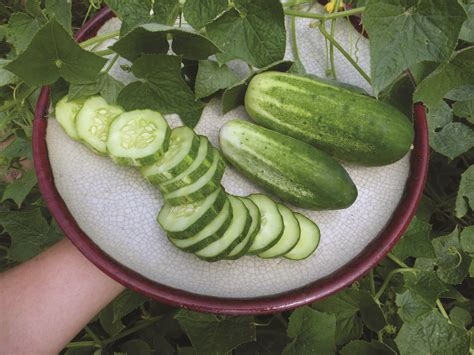 How to sort between fruit vs. Arkansas Little Leaf Pickling Cucumber, 2 g : Southern ...