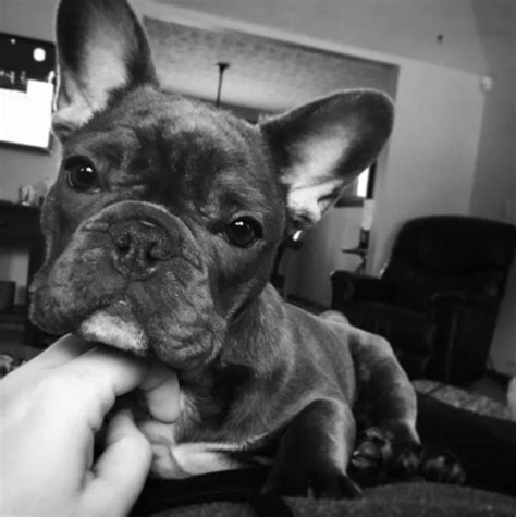 French Bulldog Faqs Your Guide To Ownership