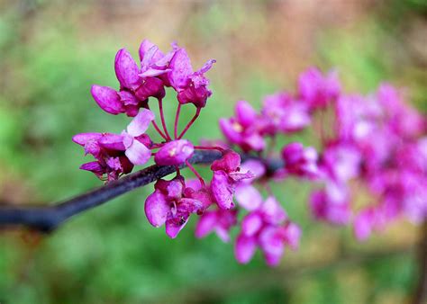 Redbud trees are one of the showiest trees beautiful pink flowers. Redbud | State Symbols USA