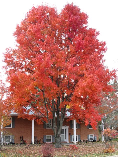 Timing Fall Leaf Color Of Red Maple Cultivars What Grows There