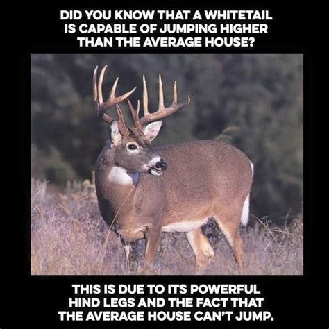 Whitetail Deer Can Jump Meme Guy