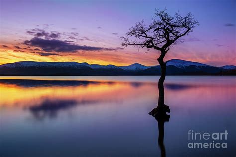 Lone Tree Sunset At Milarrochy Bay Loch Lomond Scotland Photograph By