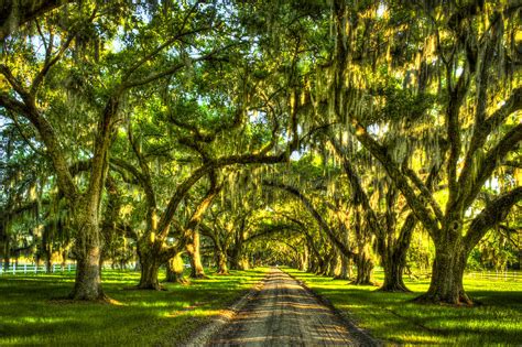 Glorious Entrance Tomotley Plantation 200 Years Old Tree Tunnel South