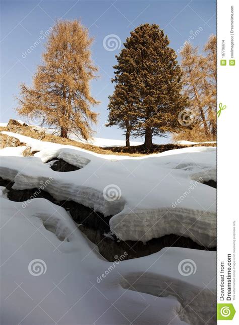 A View Of Beautiful Pine Trees And Snow Covered Landscape