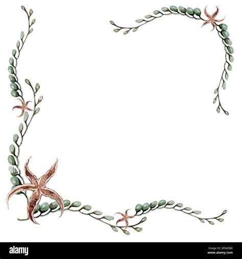 beautiful elegant green algae frame and sea stars Stock Photo - Alamy