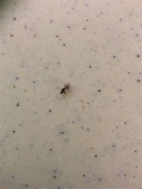 Little Bugs That Look Like Ants Martinique