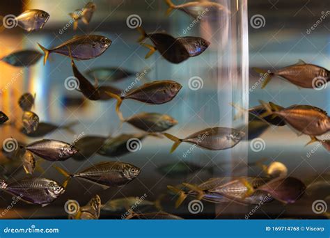 School Of Fish At South Carolina Aquarium Stock Photo Image Of