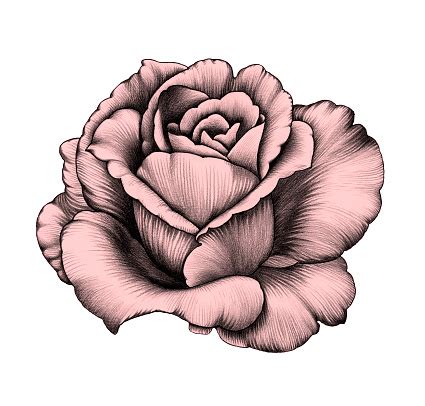 Select from premium flower drawing images of the highest quality. Flower Pencil Drawing Stock Illustration - Download Image ...