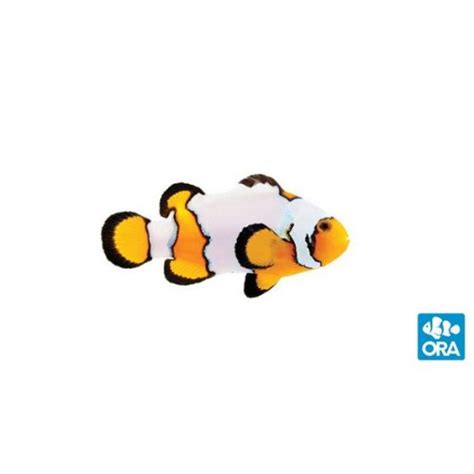 Ora Premium Snowflake Clownfish Captive Bred Oceans Garden Aquaculture