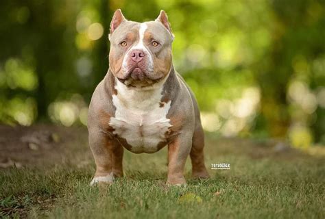 13 to 21 inches weight: How Much Does An American Bully Cost? - BULLY KING ...