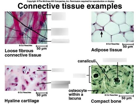 Connective Tissues Diagram Quizlet