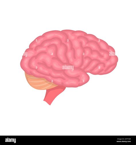 Human Brain Anatomy Side View Colorful Vector Illustration Isolated On