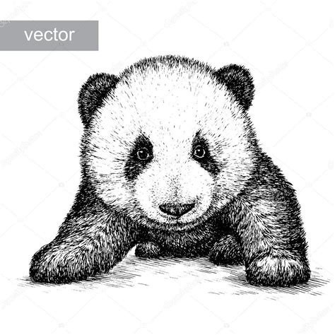 Engrave Panda Bear Illustration — Stock Vector © Doublebubble 87050922