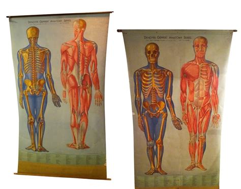 Two Large Vintage Anatomy Charts At 1stdibs