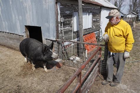 Coronavirus Infects 1031 Workers At Iowa Tyson Pork Plant Los