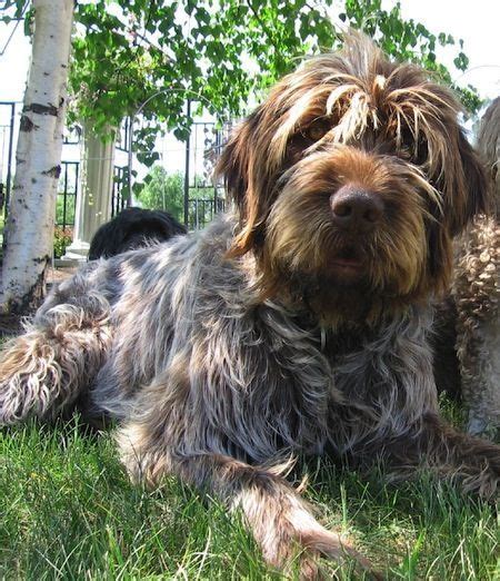 wirehaired pointing griffon wirehaired pointing griffons griffon dog dog breeds scruffy dogs
