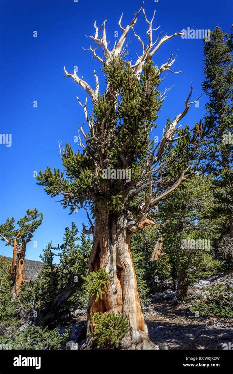 A Living Bristlecone Pine Along The Trail On Wheeler Peak Great Basin