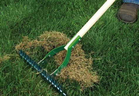 And how do you know when and a dethatching machine is the way to go. How to Dethatch a Centipede Grass - Best Manual Lawn Aerator