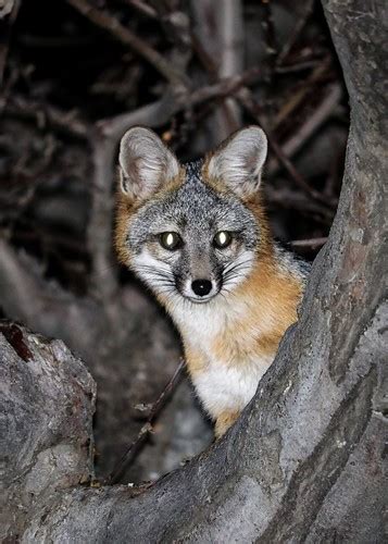 The Grey Fox Urocyon Cinereoargenteus Can Climb Trees An Flickr