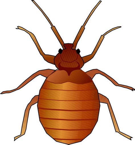 Bedbug Clipart 20 Free Cliparts Download Images On Clipground 2024