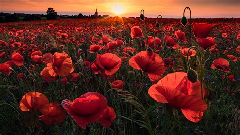 Closeup View Of Red Common Poppy Flowers Field Sunrise Background Hd