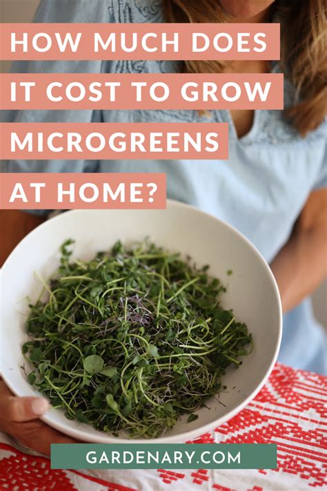 How Much Does It Cost To Grow Microgreens At Home Gardenary