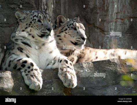 Snow Leopards Uncia Uncia Hi Res Stock Photography And Images Alamy