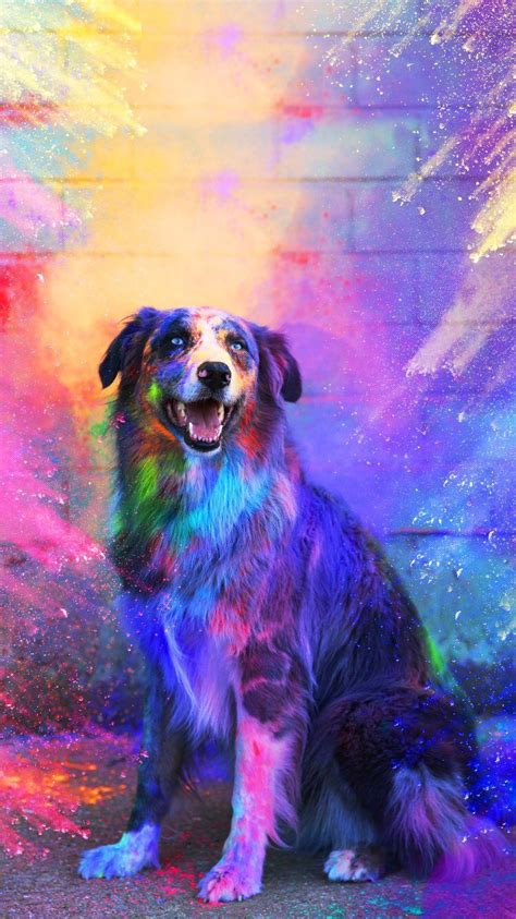 Colorful Dog Wallpapers On Wallpaperdog