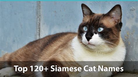 Top 120 Siamese Cat Names